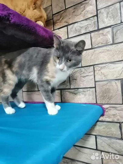 Кошечка Лия ищет дом