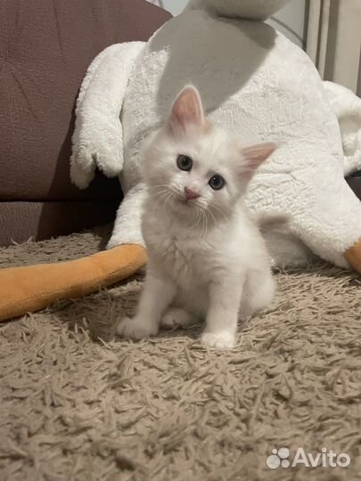 Котенок бесплатно