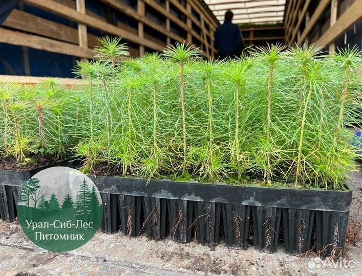 Зкс Сосна сеянцы Ели Лиственницы окс Голуб Горная
