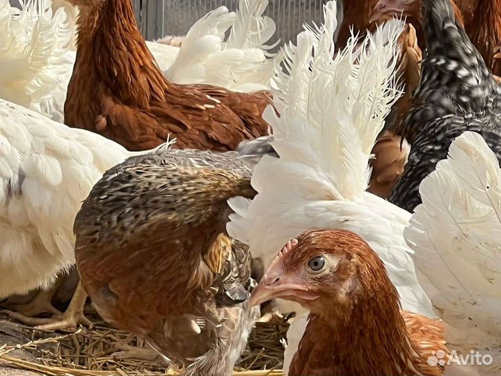 Куры молодки несушки