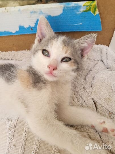 Котята