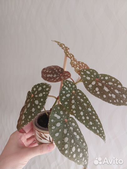 Бегония макулата