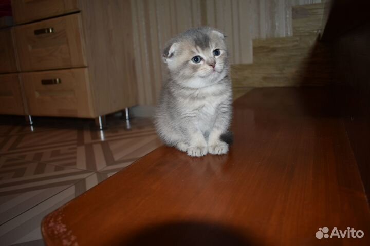 Кошечка вислоухая