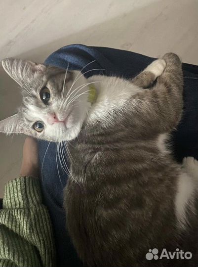 Кошечка в добрые руки
