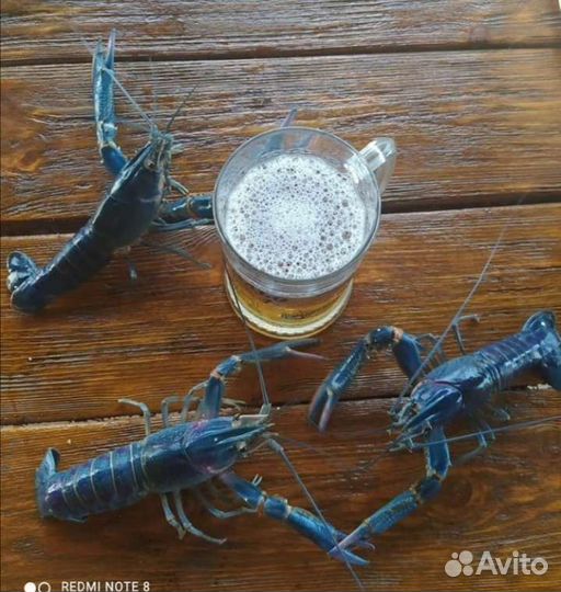 Живые раки