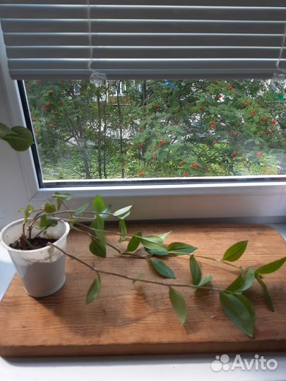 Комнатные цветы