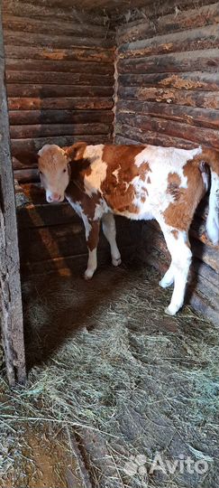 2ве тёлочки