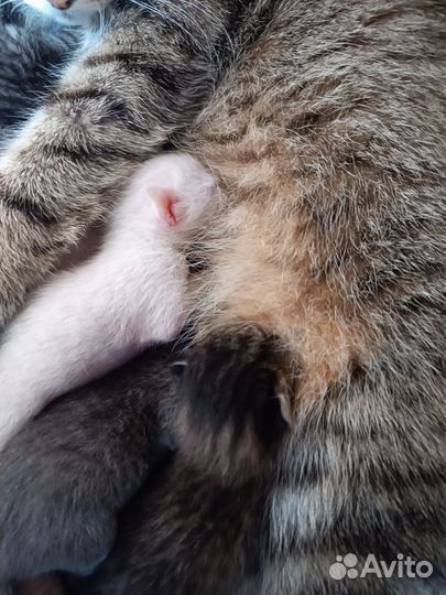 Котята в добрые руки Забронированы все