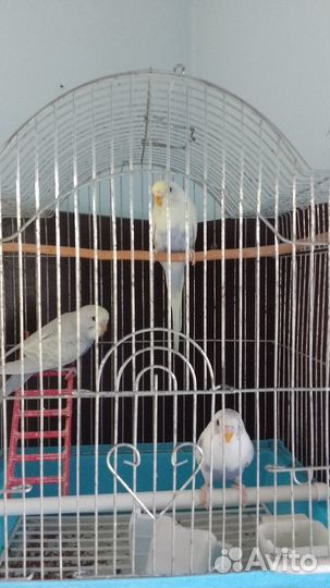 Волнистый попугай