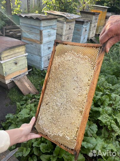 Мёд натуральный, 2023 года В наличии