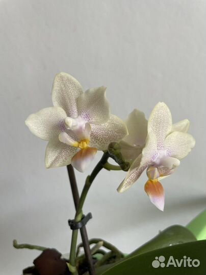 Орхидея; дисхидия