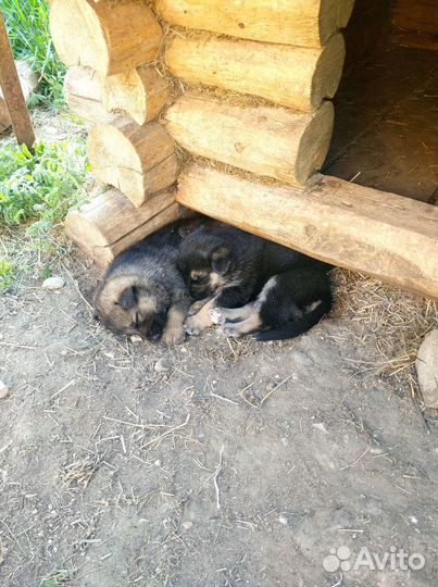 Щенки от немецкой овчарки