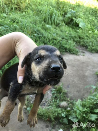 Щенки лабрадора с помесью в добрые руки