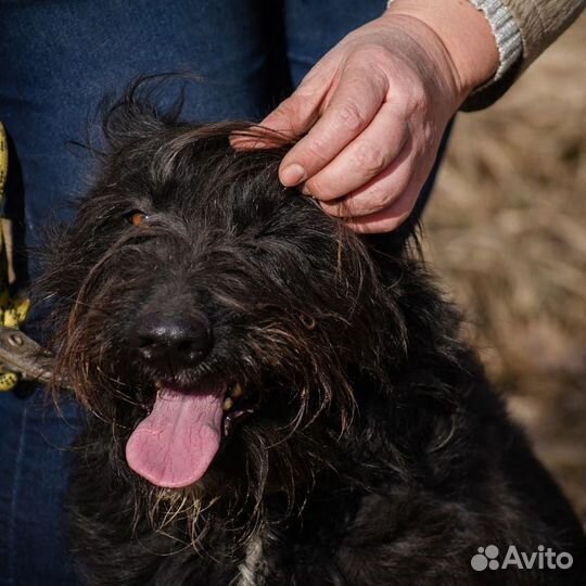 Золушка, любит людей и лужи) стерилизована