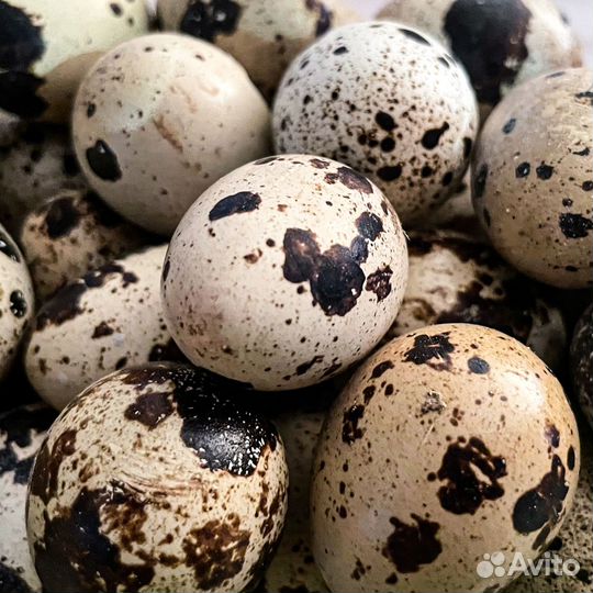 Яйца перепелиные отборные семейная ферма