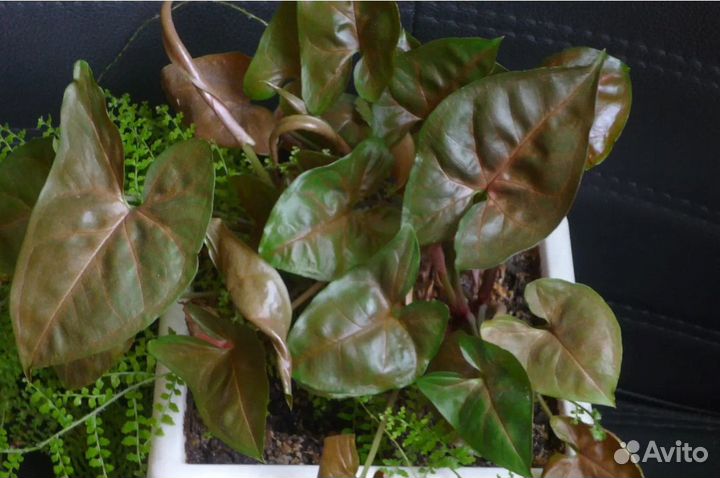 Сингониумы сортовые