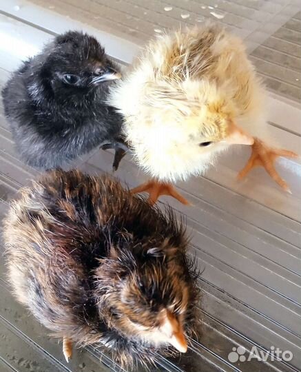 Цыплята суточные