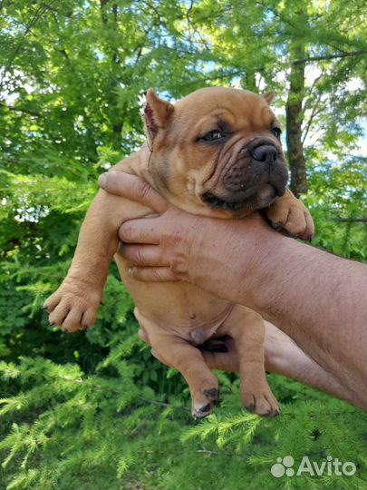 Щенки американского булли покет