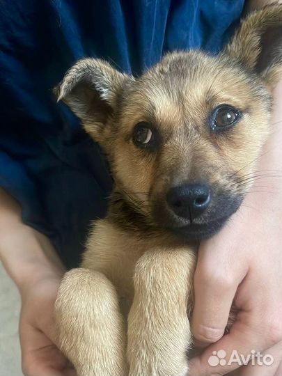 Щенок девочка в добрые руки