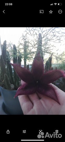 Stapelia grandiflora/gigantea