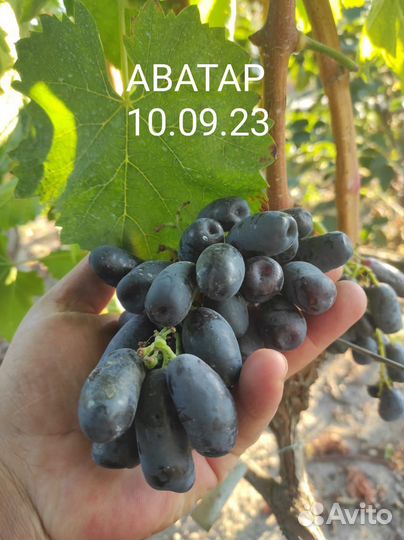 Аватар, черенки и саженцы винограда