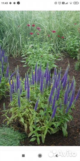 Спиреи Голдфлейм, Голден Принцесс