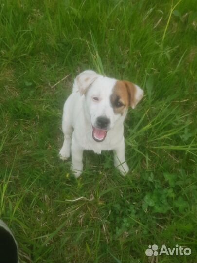 Щенок девочка джек рассел терьер гладкошерстный