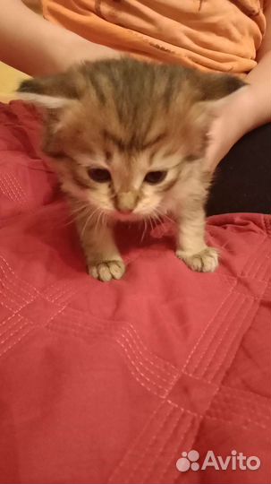 Котята бесплатно