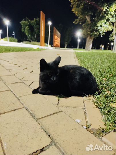 Кошка в дар бесплатно