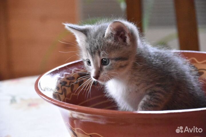 Котята в добрые руки бесплатно