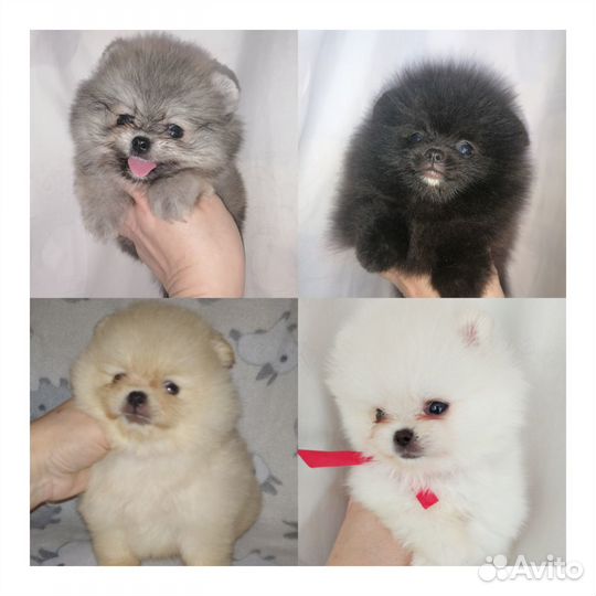 Шпицы малыши