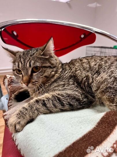 Красивая кошечка в Добрую семью