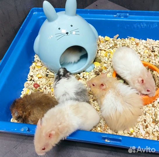 Сирийский хомяк