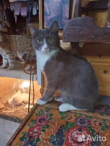 Кот в добрые руки