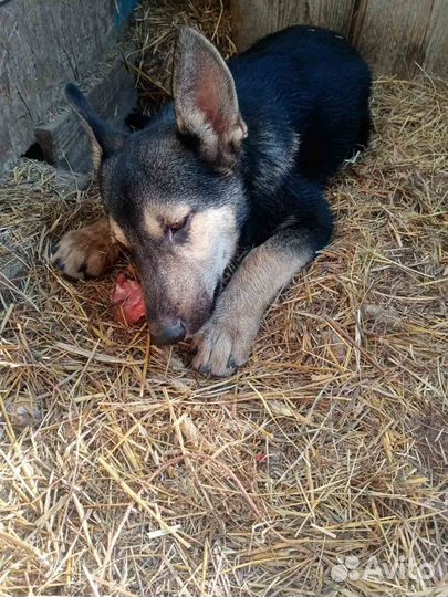 Щенок мальчик