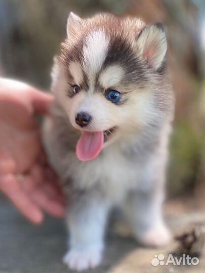 Микро Помски, померанский мини хаски