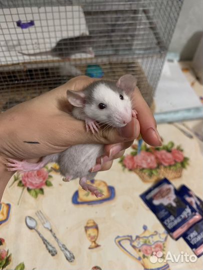 Крыса дамбо