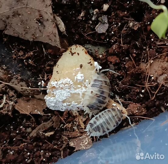 Мокрицы Porcellio Laevis 