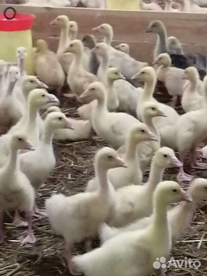 Инкубационное яйцо гусей. Гусята