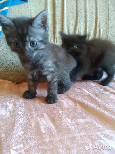 Отдам котят в добрые руки