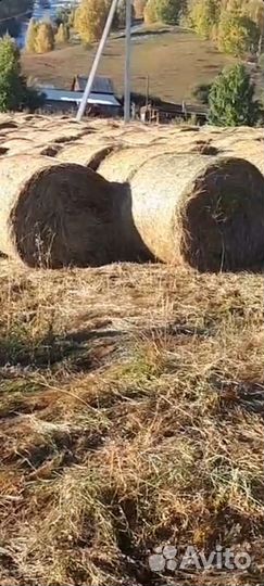 Продам сено в рулонах