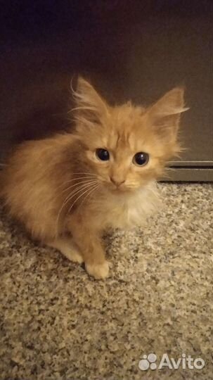 Рыжий котенок девочка