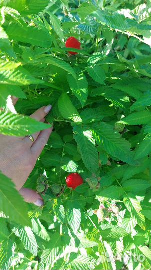 Саженцы тибетской малины