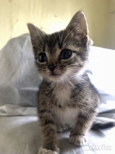 Котята бесплатно