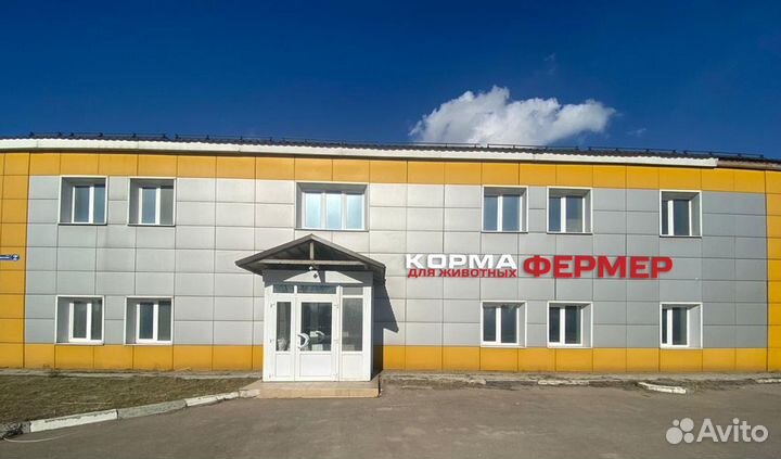 Зерно пшеница