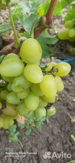 Продаю столовый виноград