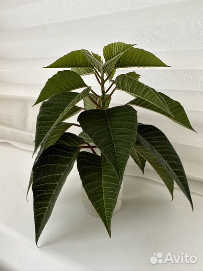 Пуансеттия (рождественский цветок)