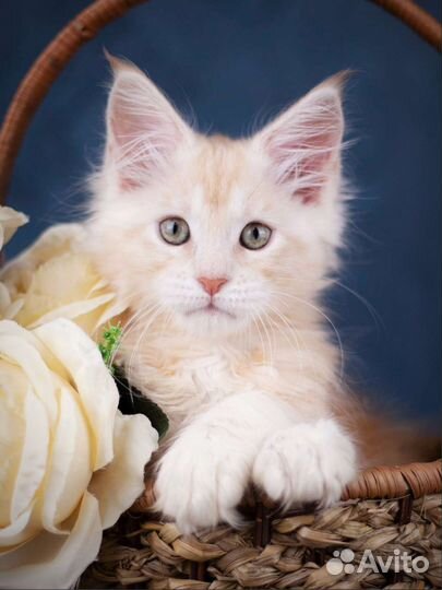 Мейн-кун котёнок Минор