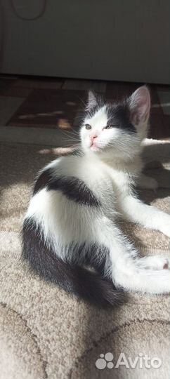 Отдам в добрые руки