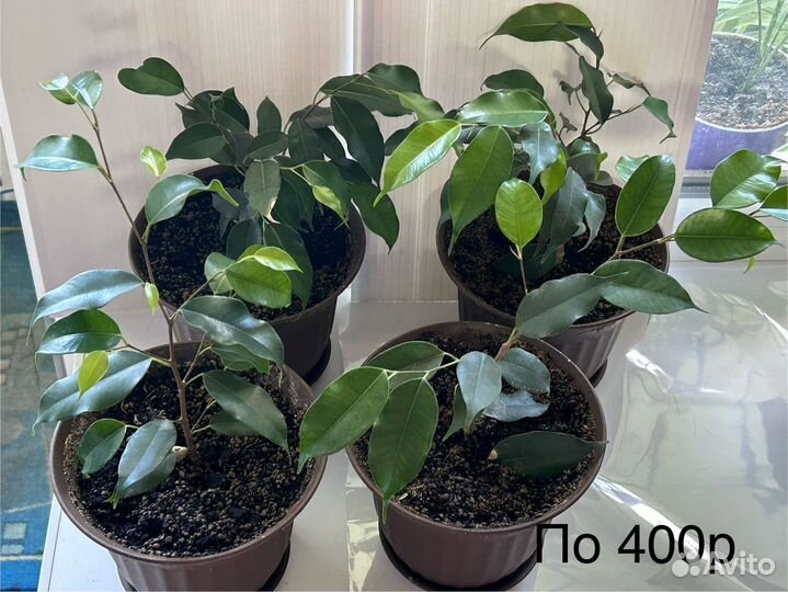 Комнатные цветы